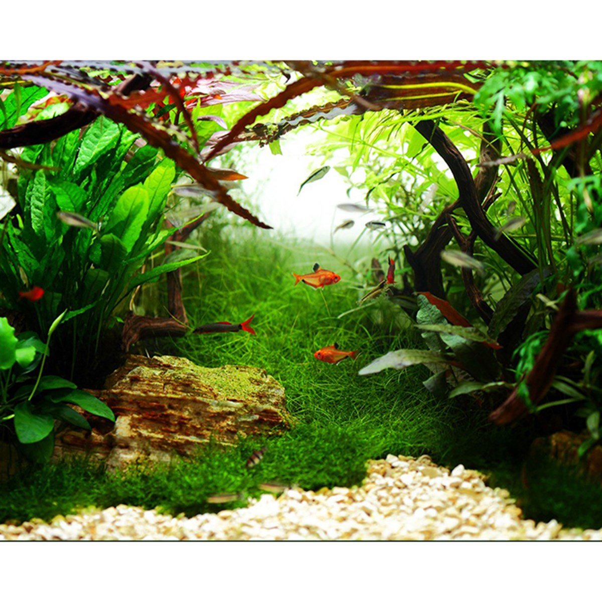Microsorum pteropus 'Narrow' (Saksı)008A