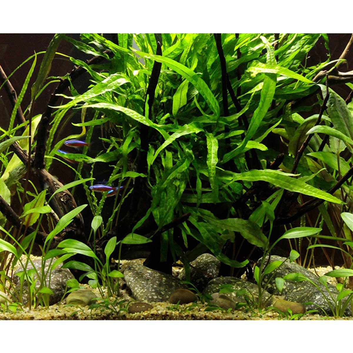 Microsorum pteropus 'Narrow' (Saksı)008A