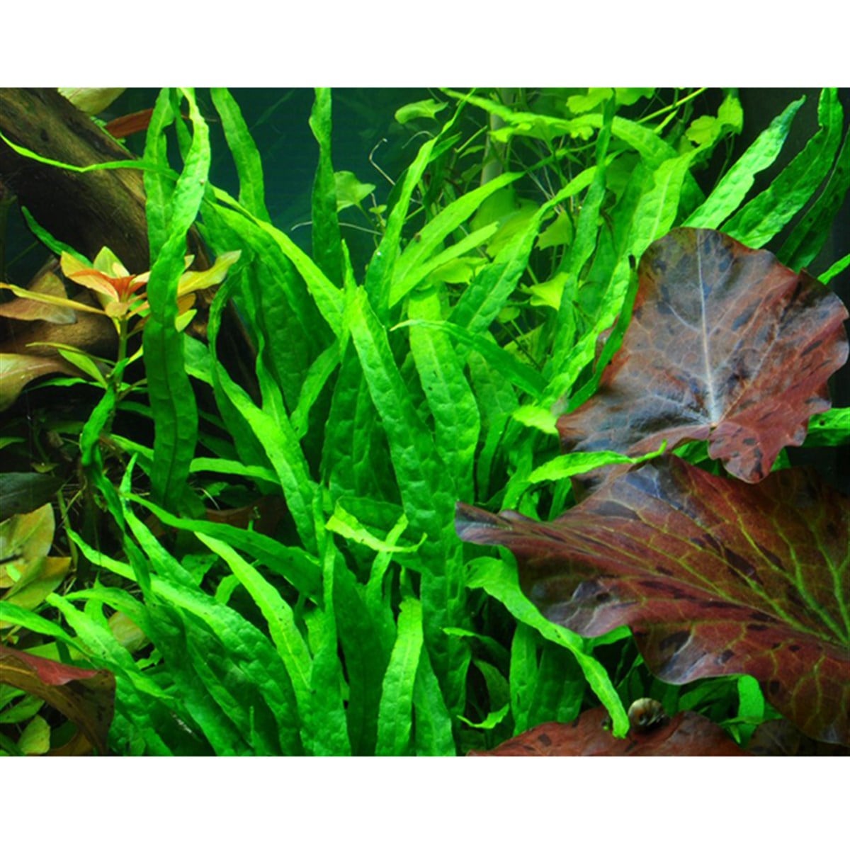Microsorum pteropus 'Narrow' (Saksı)008A