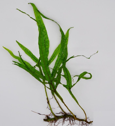 Microsorum Pteropus TridentSP1181