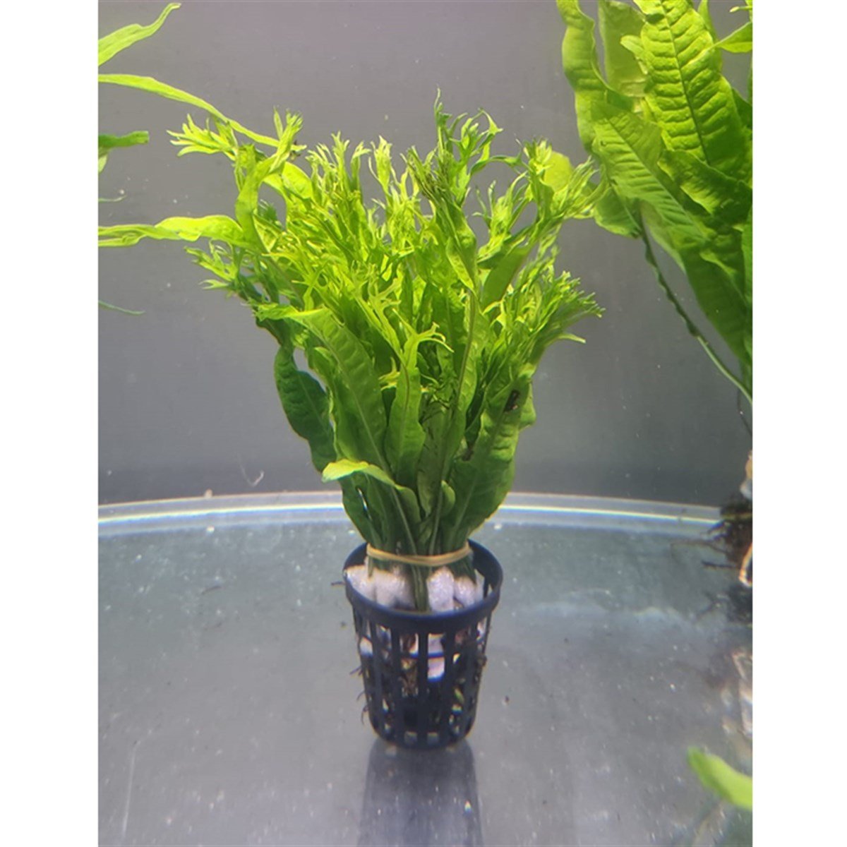 MİCROSORUM PTEROPUS WİNDELOVSP1179