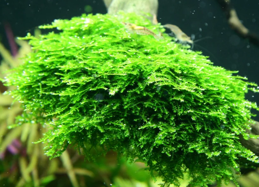 MİNİ Christmas Moss 5 grL153