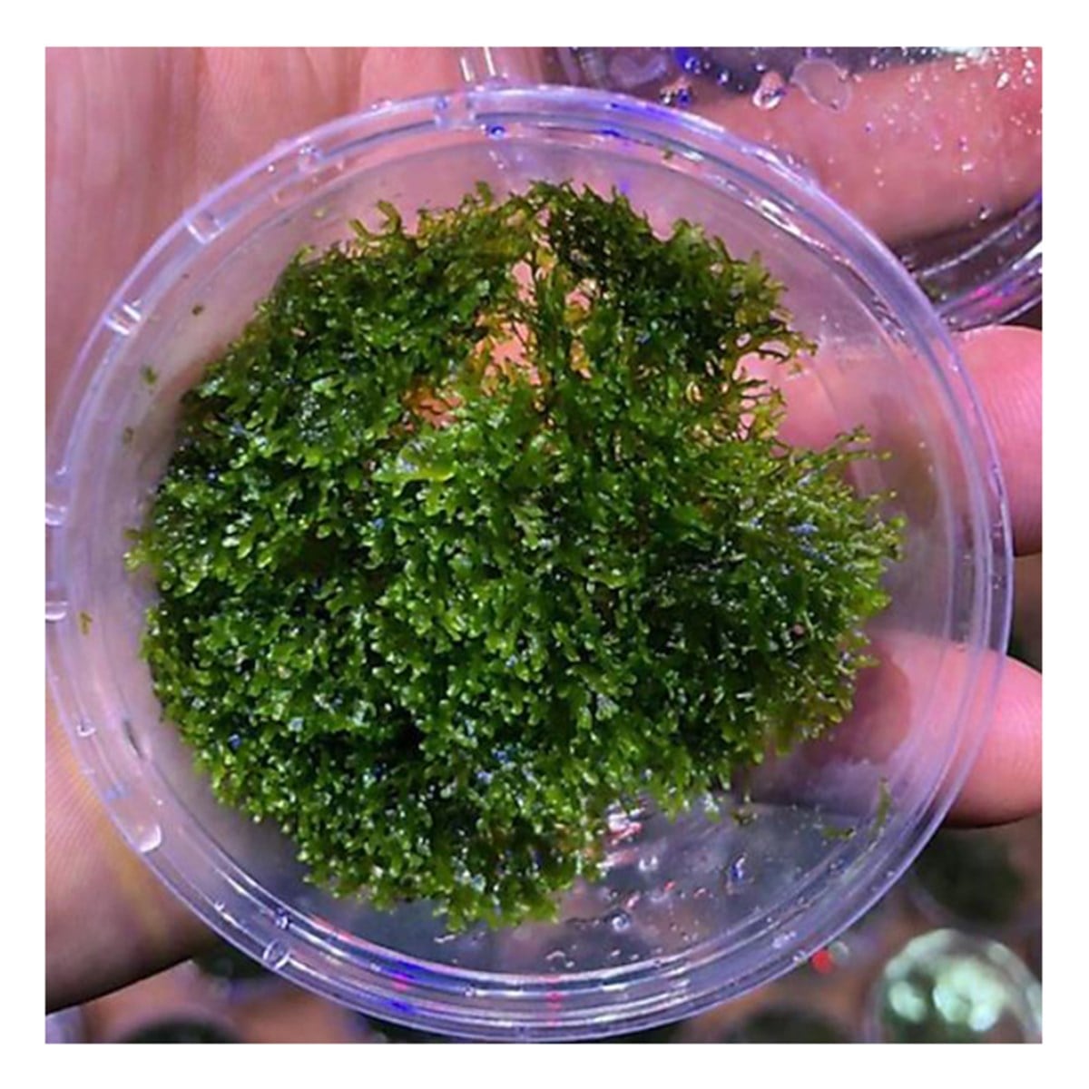 Mini PelliaMossMiniPellia