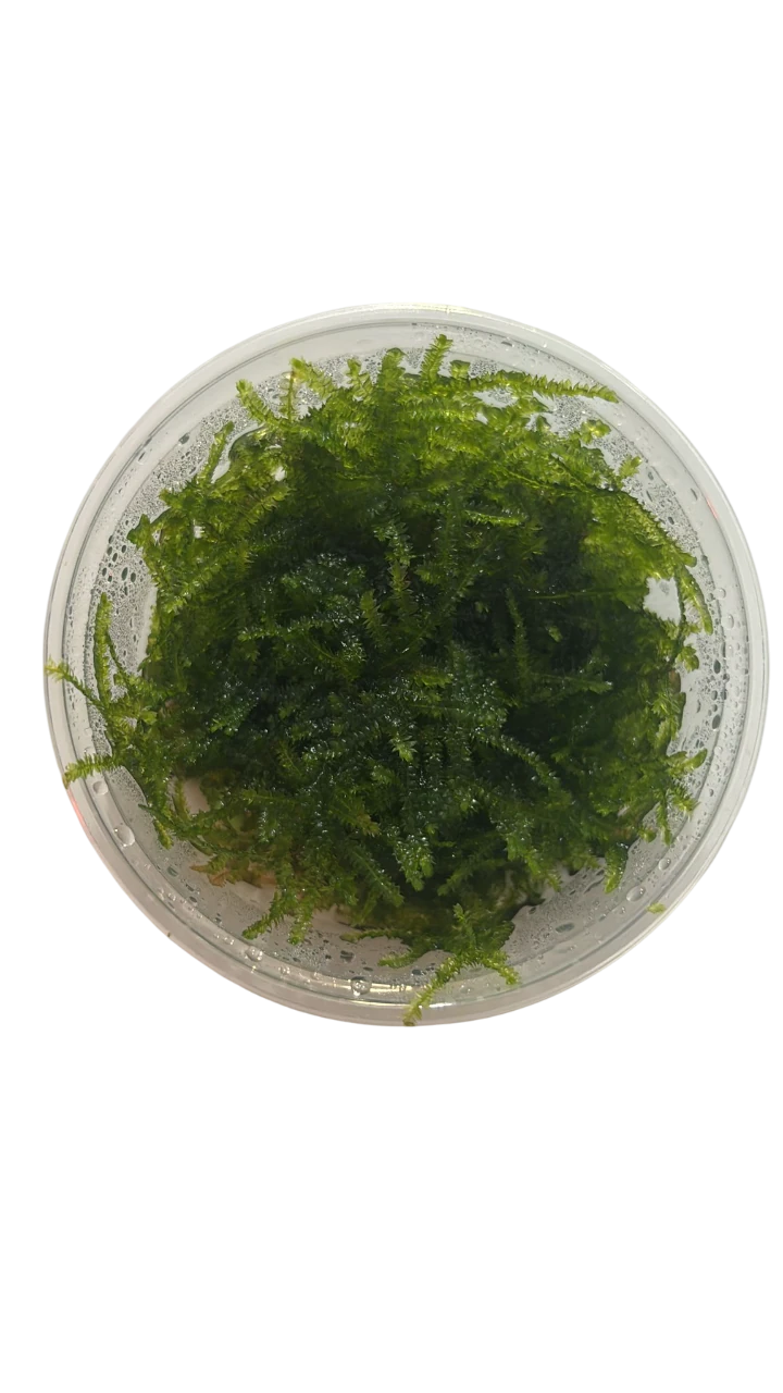 MOSS ANCHOR 5 GR KAPANCK