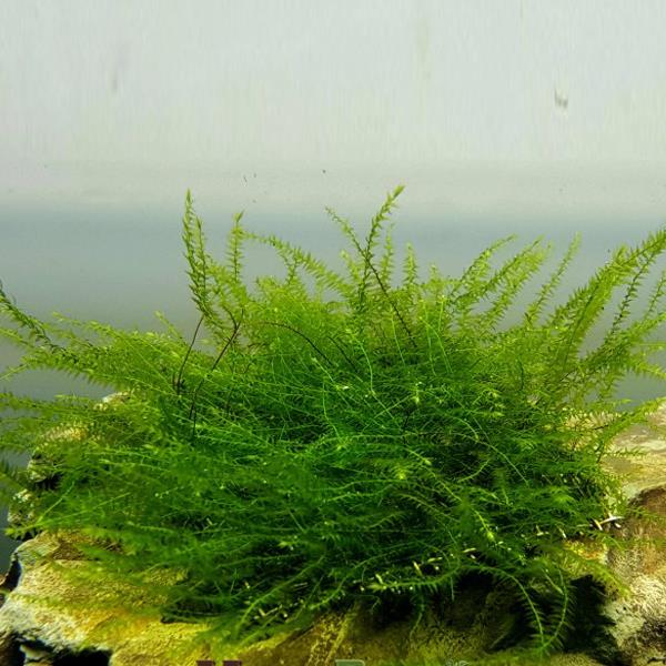 MOSS BUBBLE 5 GR KAPMBUB