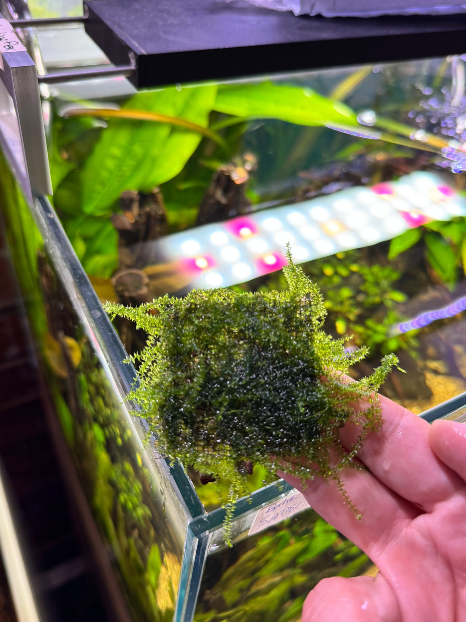 Moss Bubble Tele Sarılı 4x4 cm Eski SarımBUBBLETEL