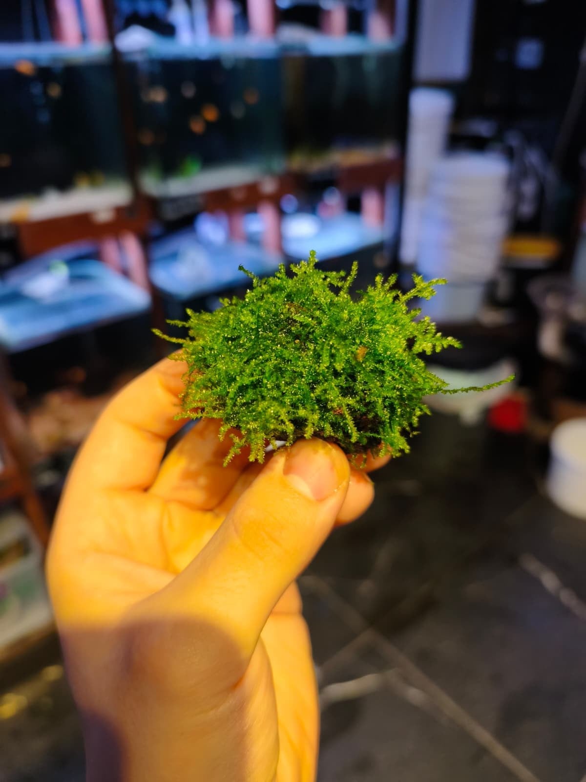 MOSS CHRİSTMASS TAŞ ESKİ SARIMMCRT