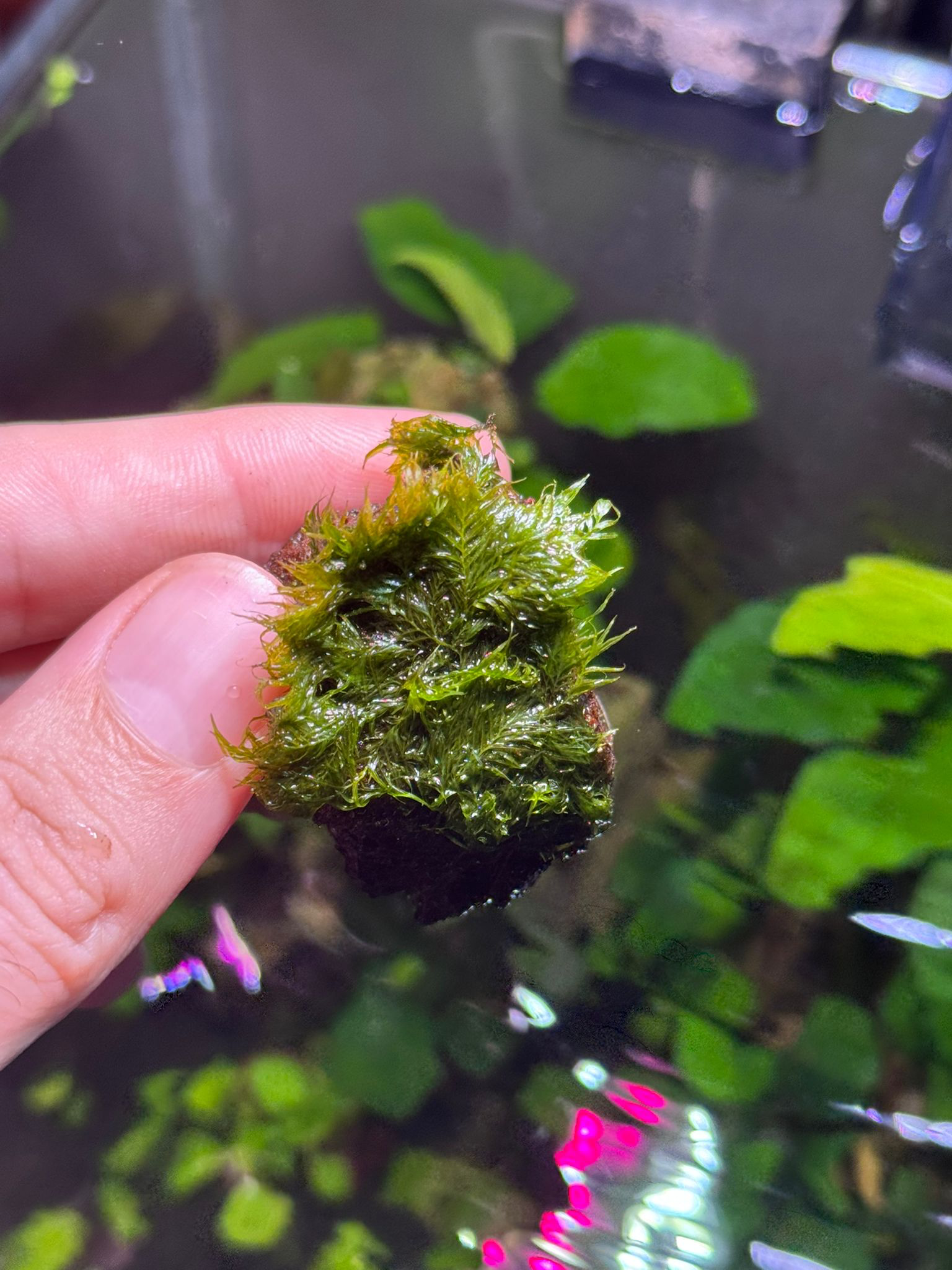 MOSS FİSSİDENS TAŞA SARILI 4X4 CM ESKİ SARIMMFISSTAS