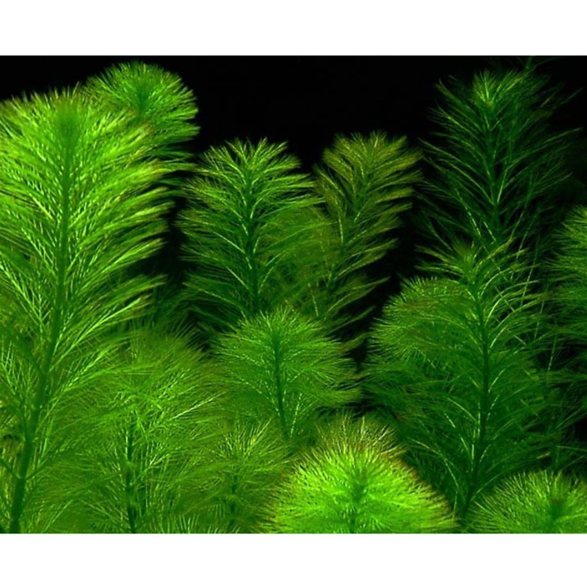 MYRİOPHYLLUM AQUATİCUMSP1176A