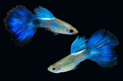 NEON BLUE LEPİSTES BALIKLARI