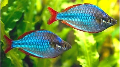 NEON RAINBOW BALIKLARI