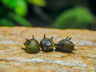 Nerite Salyangoz Yeşil Boynuzlu (Yosun Yiyici)