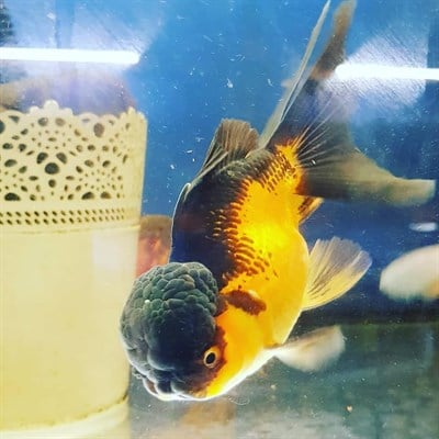 Oranda Japon Balıkları