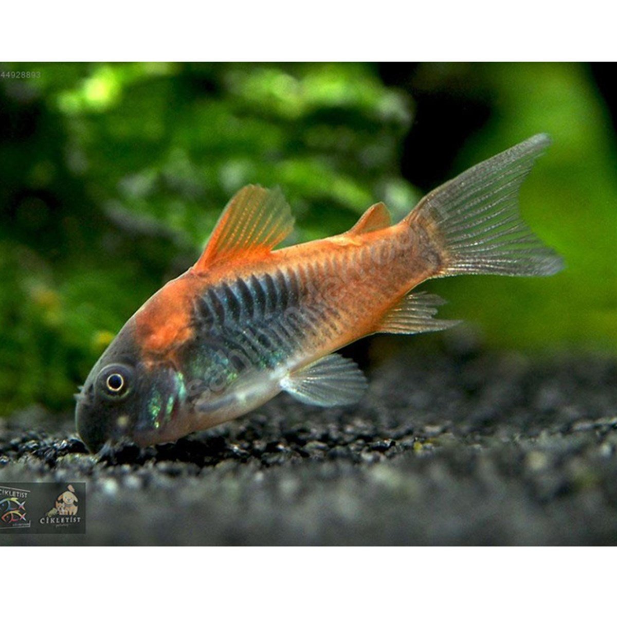 ORANGE VENEZUELA ÇÖPÇÜ BALIKLARIcanlı-201