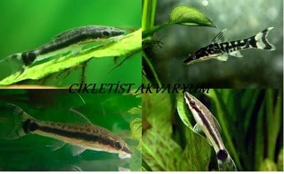 Otocınclus Profesyonel Yosun Yiyici