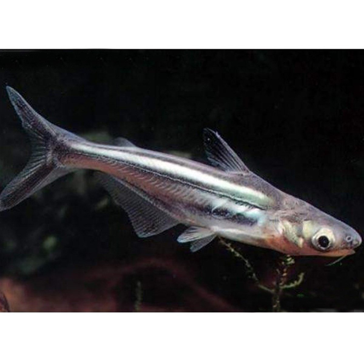 PENGASUS KÖPEK BALIKLARIcanlı-200