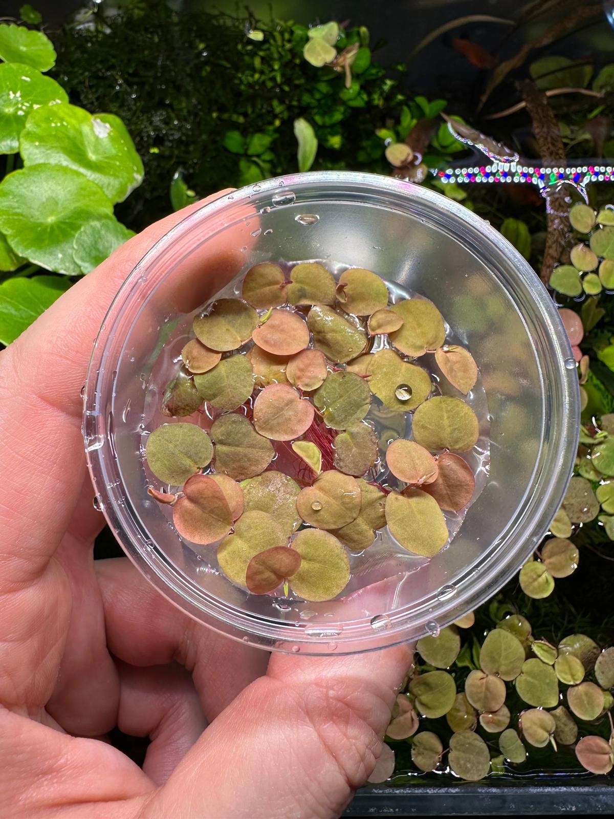 PHYLLANTHUS FLUİTAN İN CUP IN VITRO BUYUK PORSİYONLC376