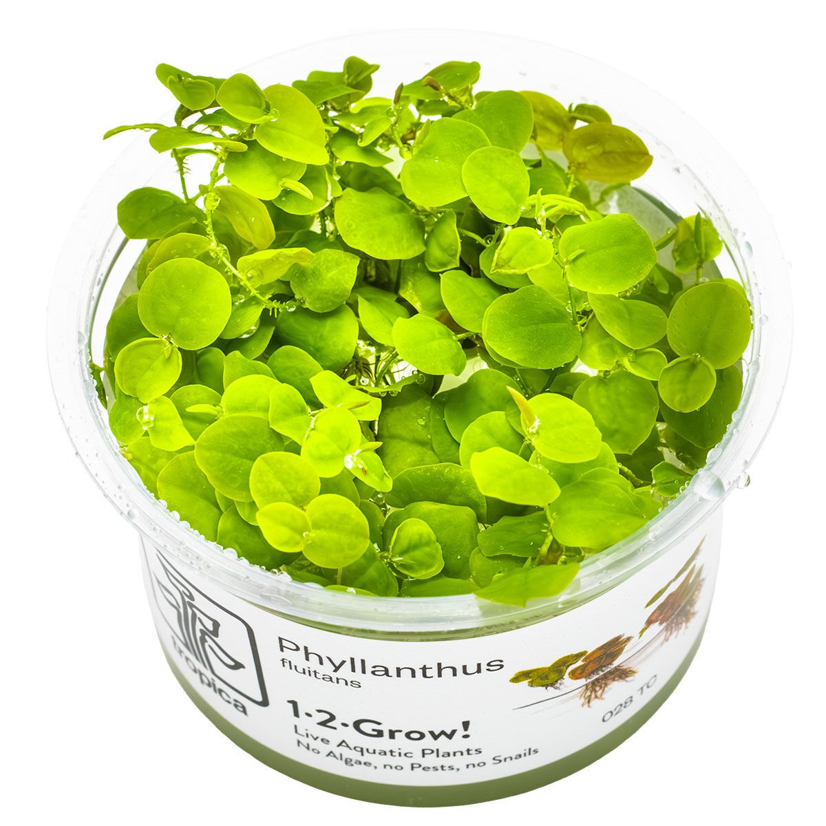 PHYLLANTHUS FLUİTANS SU ÜSTÜ IN VITRO-TROPİCA028TC