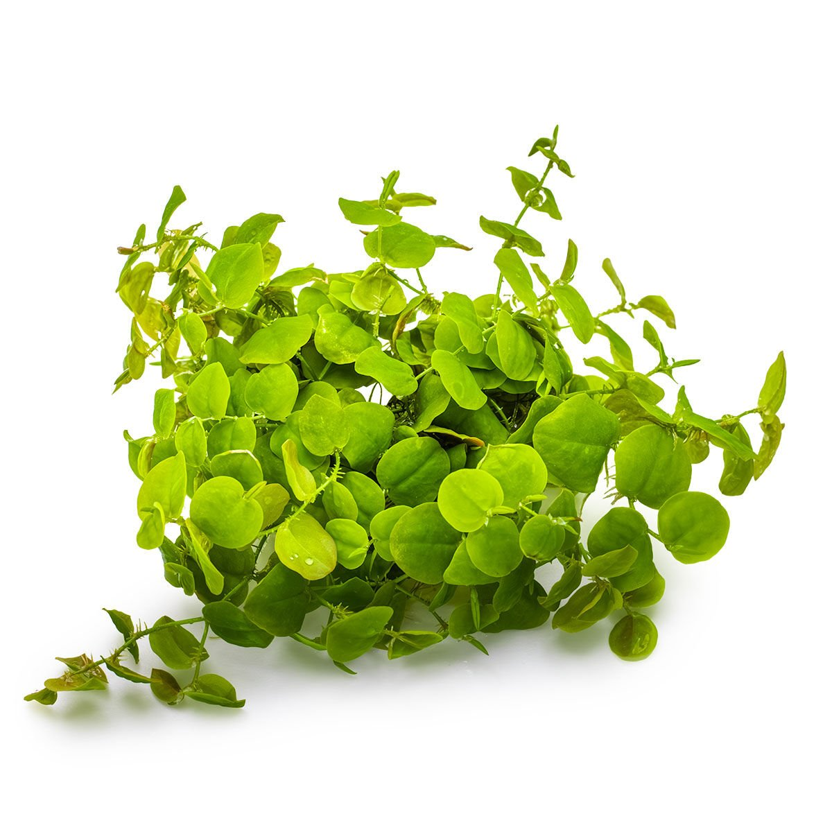 PHYLLANTHUS FLUİTANS SU ÜSTÜ IN VITRO-TROPİCA028TC