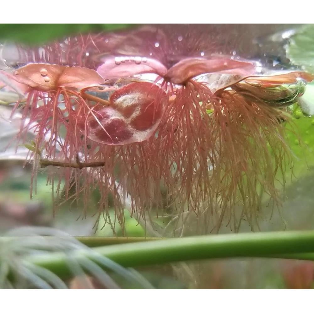Phyllanthus FluitansPhyllanthus-fluitans