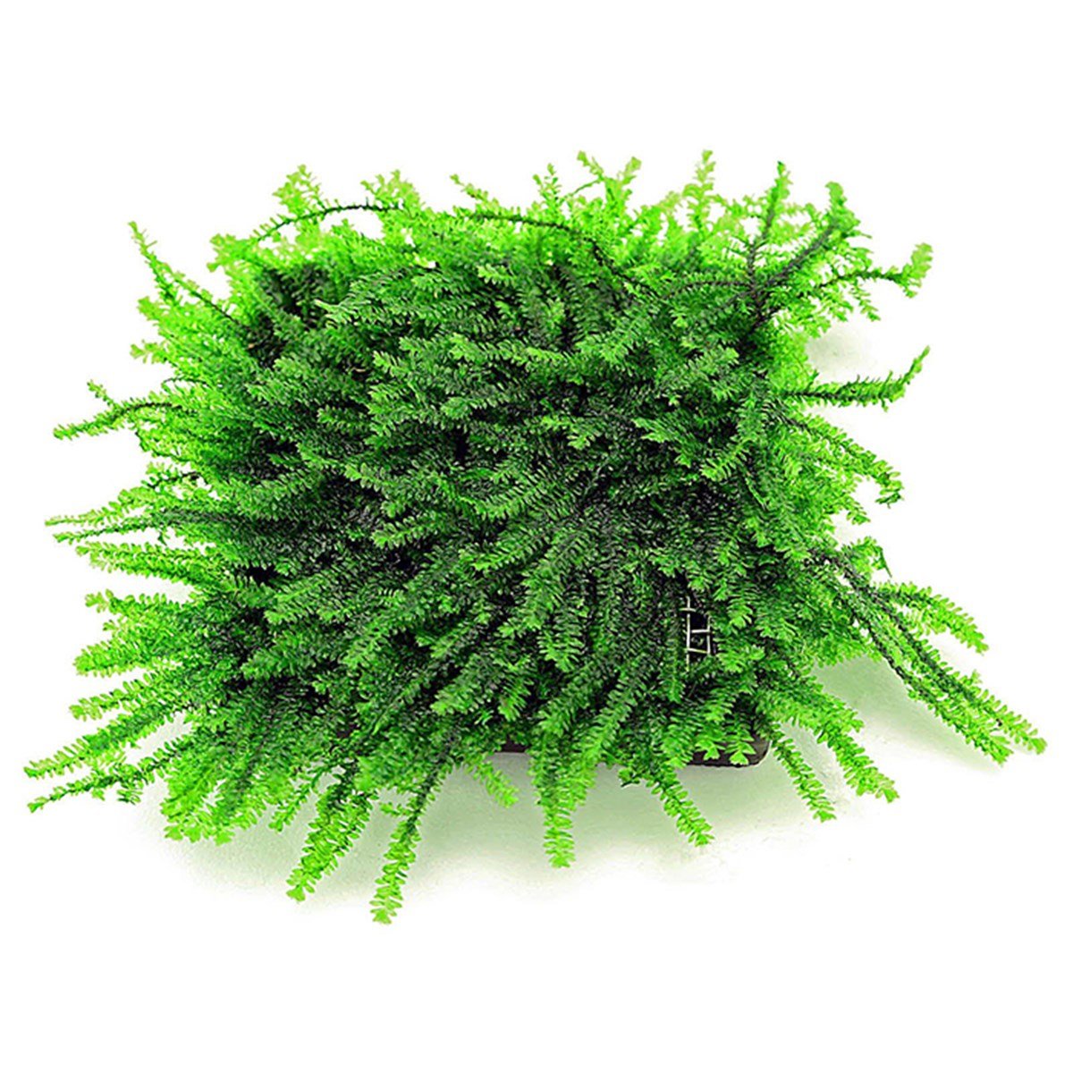 PiloMossPilo