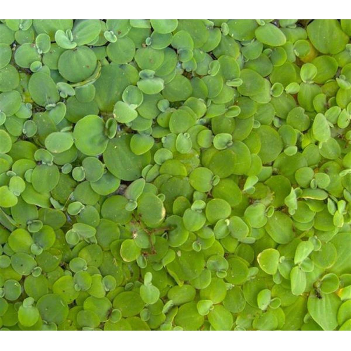 Pistia Stratiotes Su Üstü Canlı Bitki 10 AdetPistia-Stratiotes