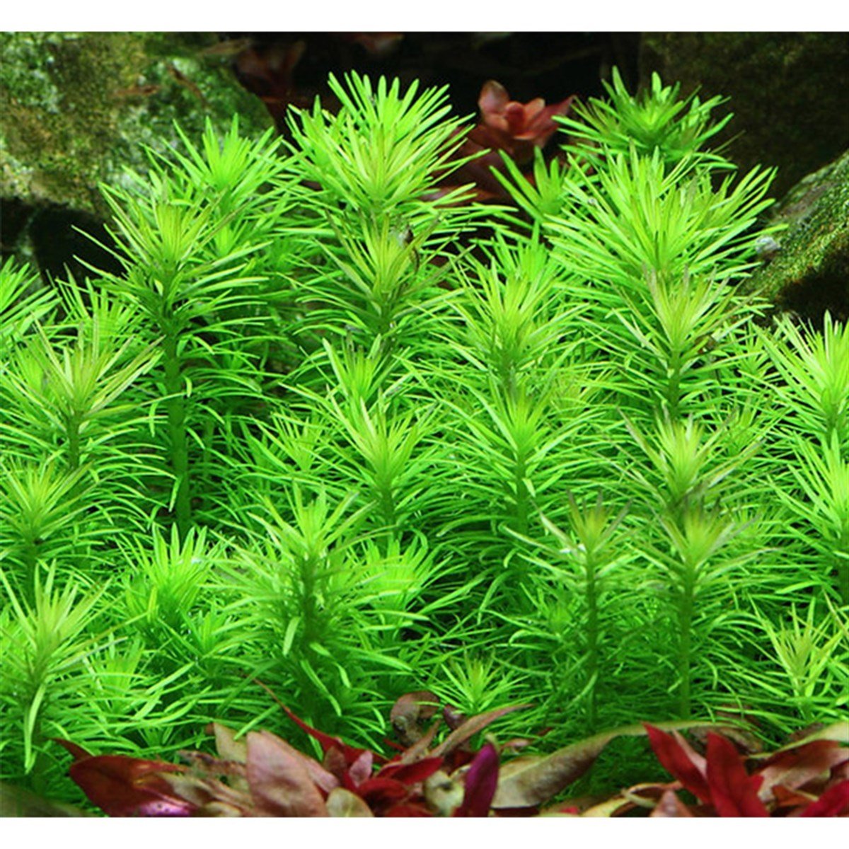Pogestemon Erectus3251