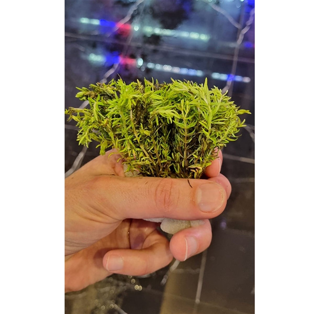Pogestemon Erectus3251