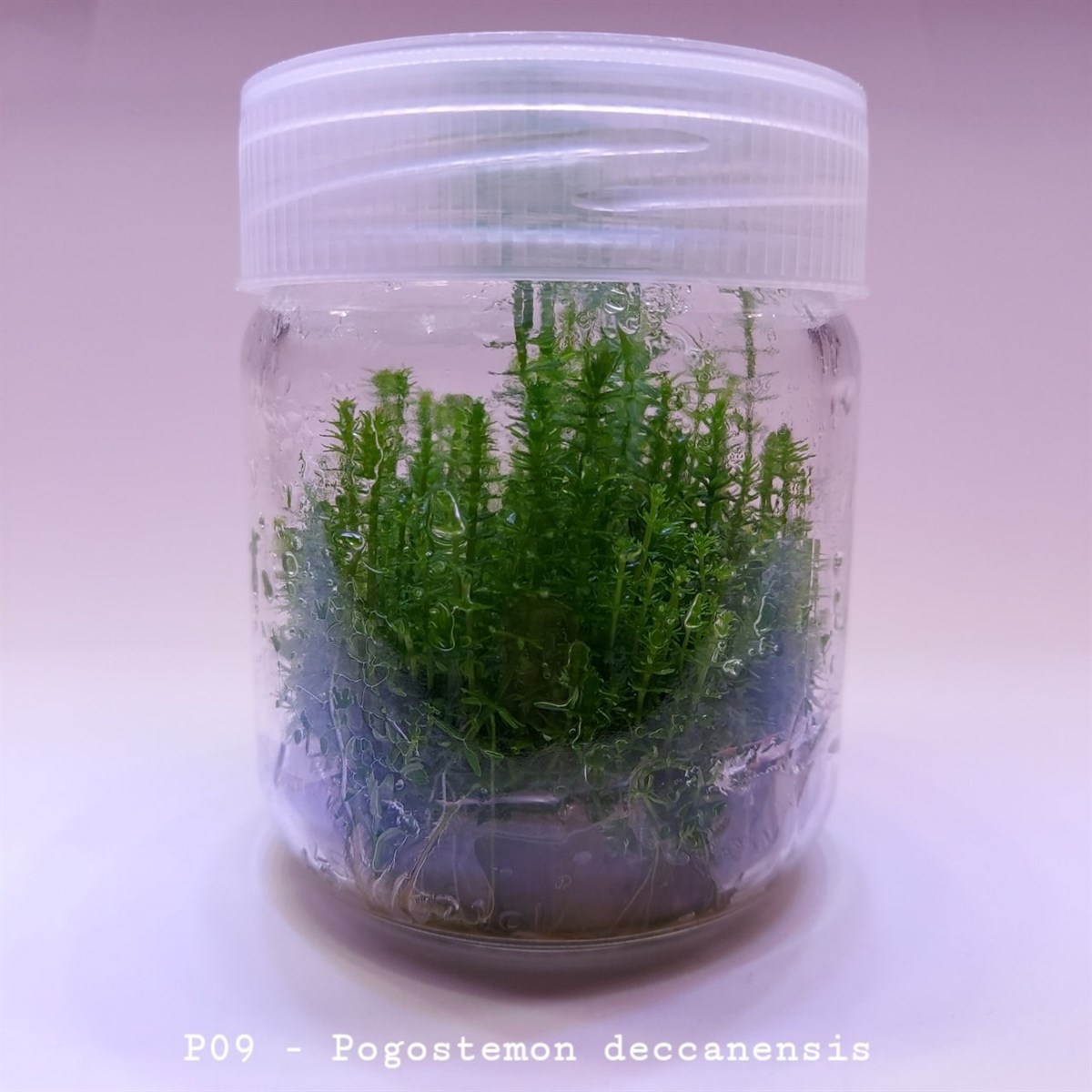 POGOSTEMON DECCANENSİS  IN VITRO 200 CC DEV KAVANOZP09
