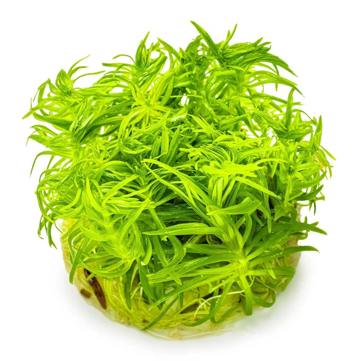 POGOSTEMON DECCANENSİS IN VITRO-TROPİCA053FTC