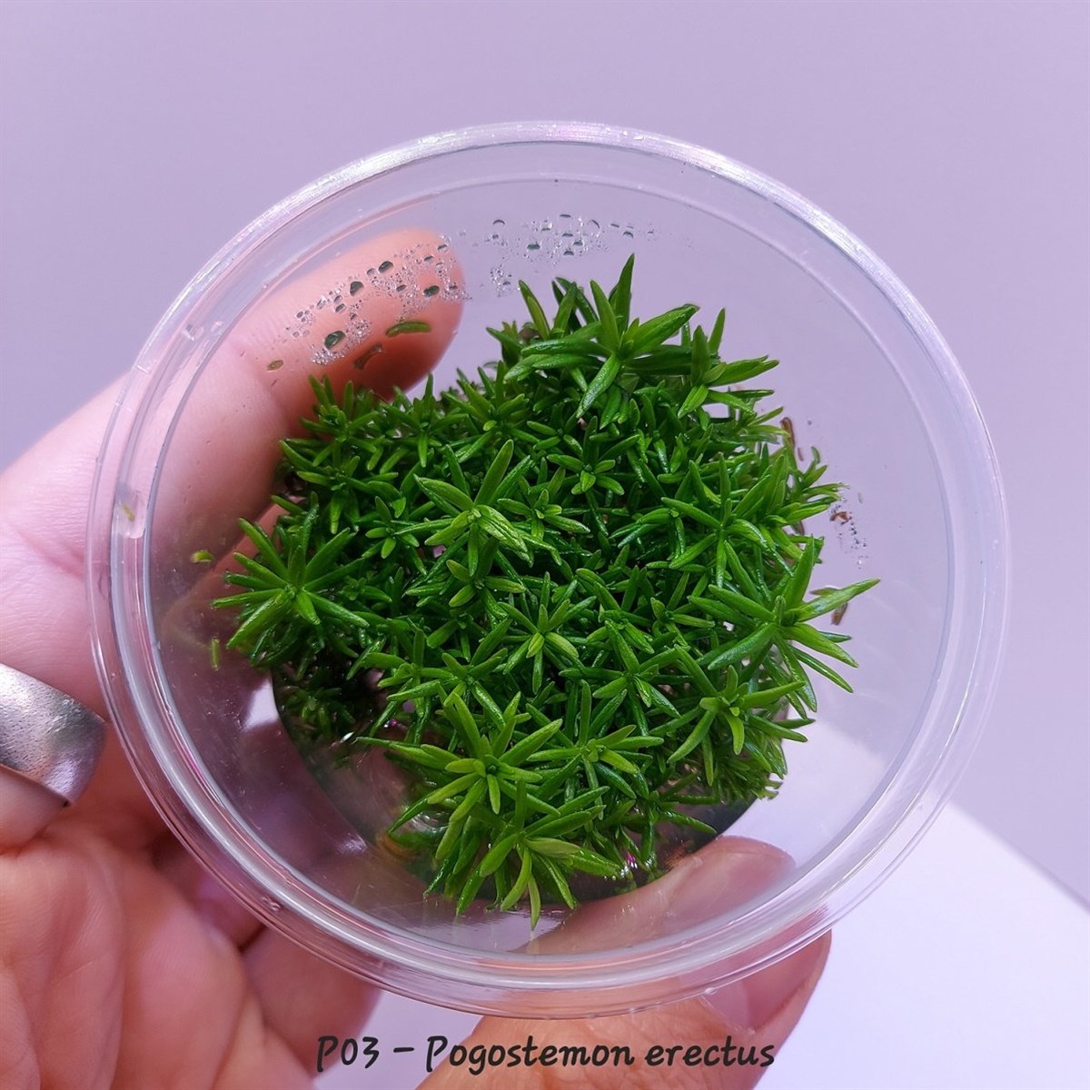 POGOSTEMON ERECTUS IN VITRO 100 CC CUPP02-1