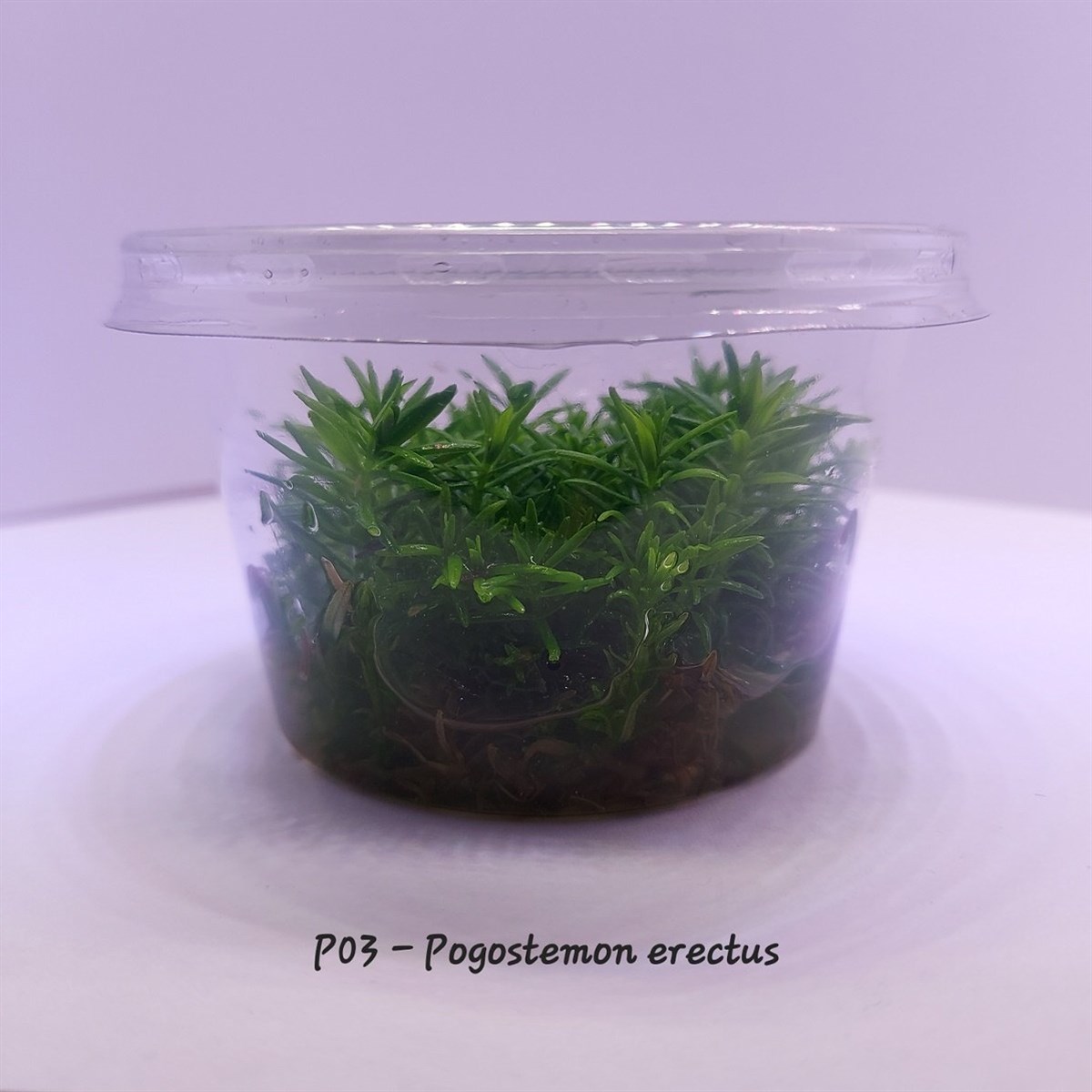 POGOSTEMON ERECTUS IN VITRO 100 CC CUPP02-1