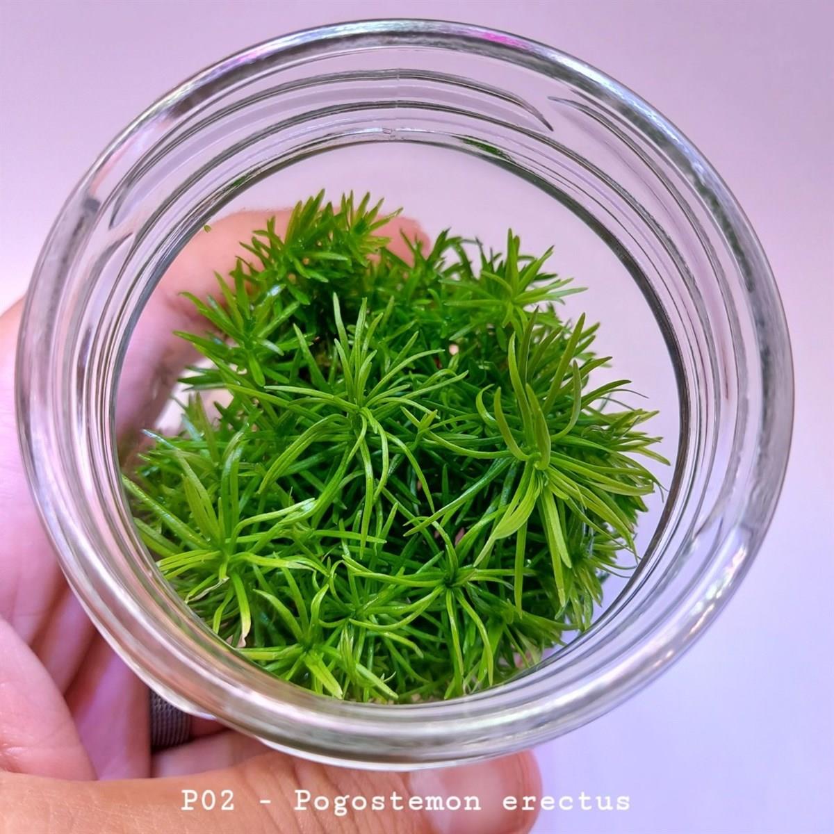 POGOSTEMON ERECTUS IN VITRO 200 CC DEV KAVANOZP02