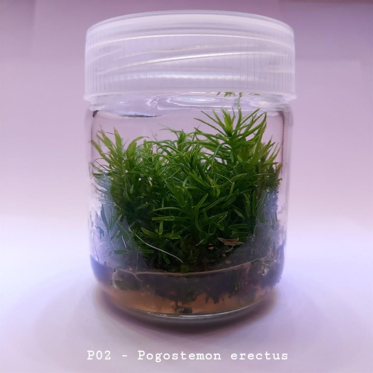 POGOSTEMON ERECTUS IN VITRO 200 CC DEV KAVANOZP02