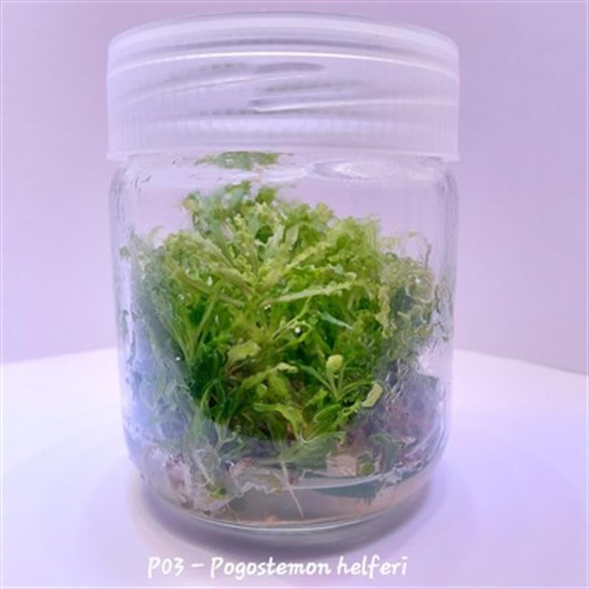 POGOSTEMON HELFERİ IN VITRO 200 CC DEV KAVANOZ
