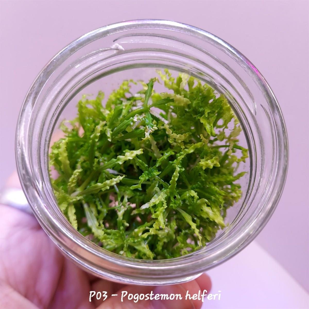 POGOSTEMON HELFERİ IN VITRO 200 CC DEV KAVANOZP03