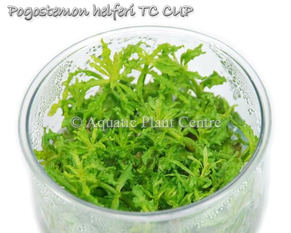POGOSTEMON HELFERİ IN VITRO APC ÜRETİMİLC324