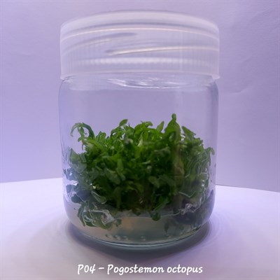 POGOSTEMON OCTOPUS 200 CC DEV KAVANOZ
