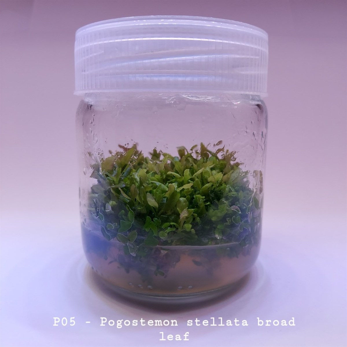 POGOSTEMON STELLATA BROAD LEAF IN VITRO 200 CC DEV KAVANOZP05