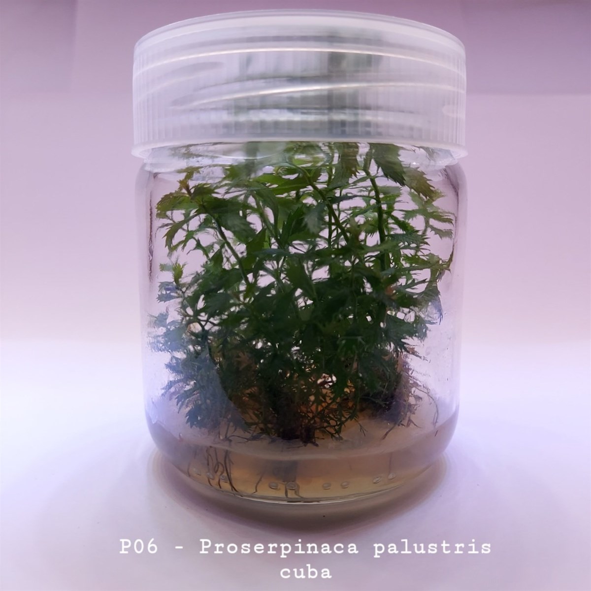 PROSERPİNACA PALUSTRİS CUBA IN VITRO 200 CC DEV KAVANOZP06
