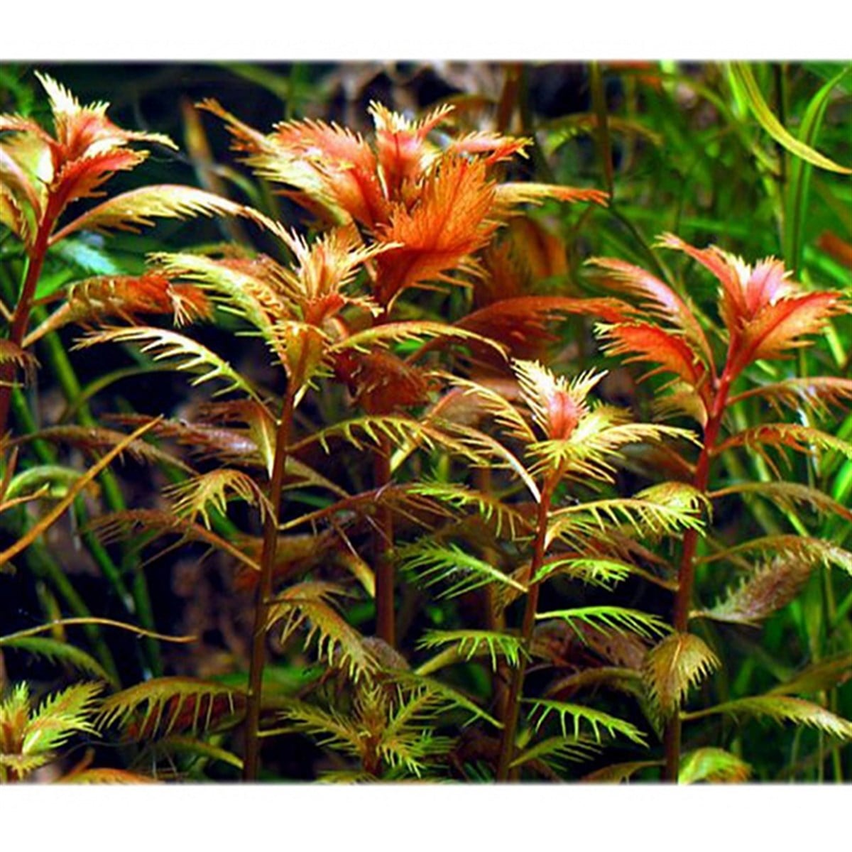 Proserpinaca Palustris3215