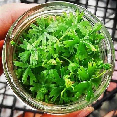RANUNCULUS İNUNDATUS RANUNCULUS INUNDATU