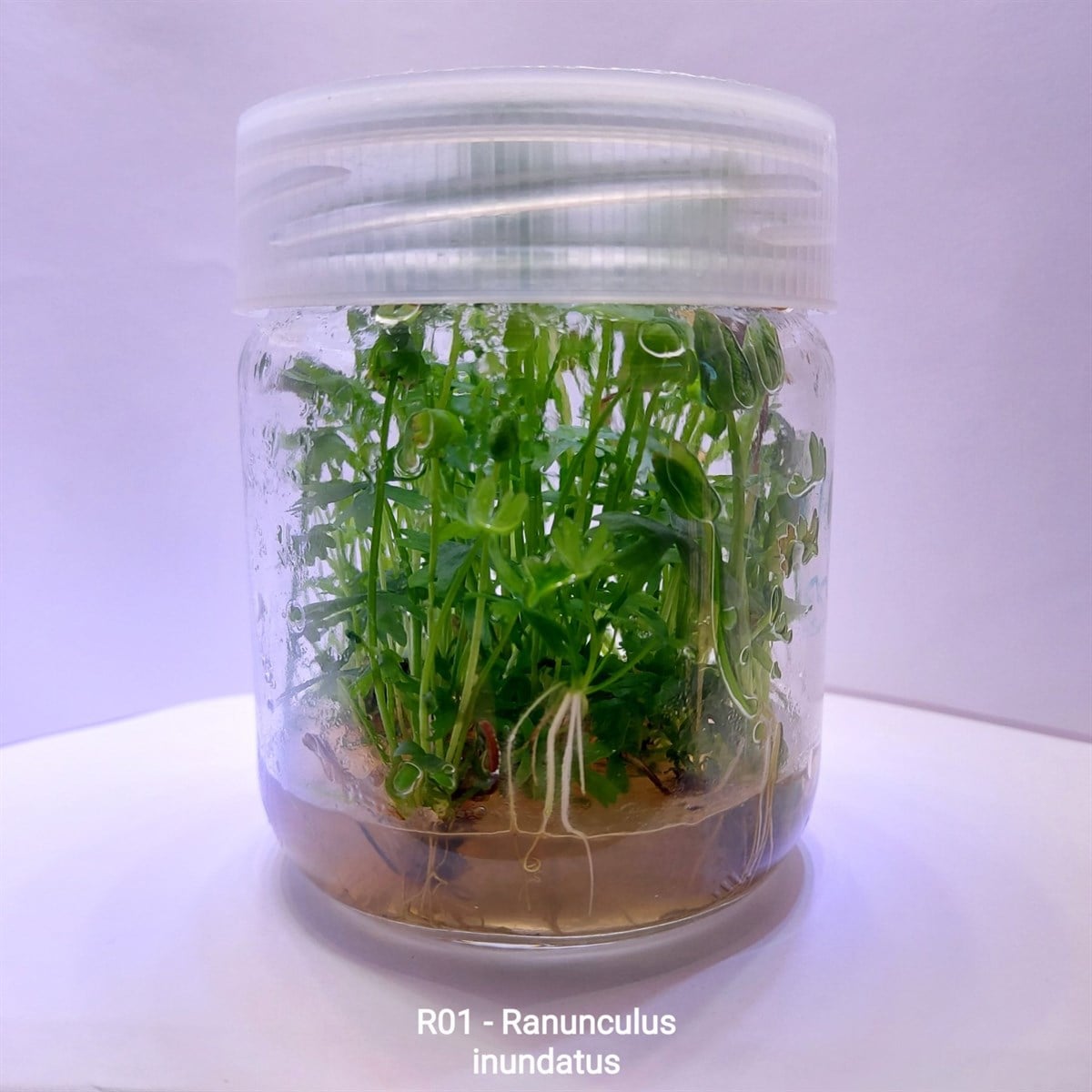 RANUNCULUS İNUNDATUS RANUNCULUS INUNDATUR01