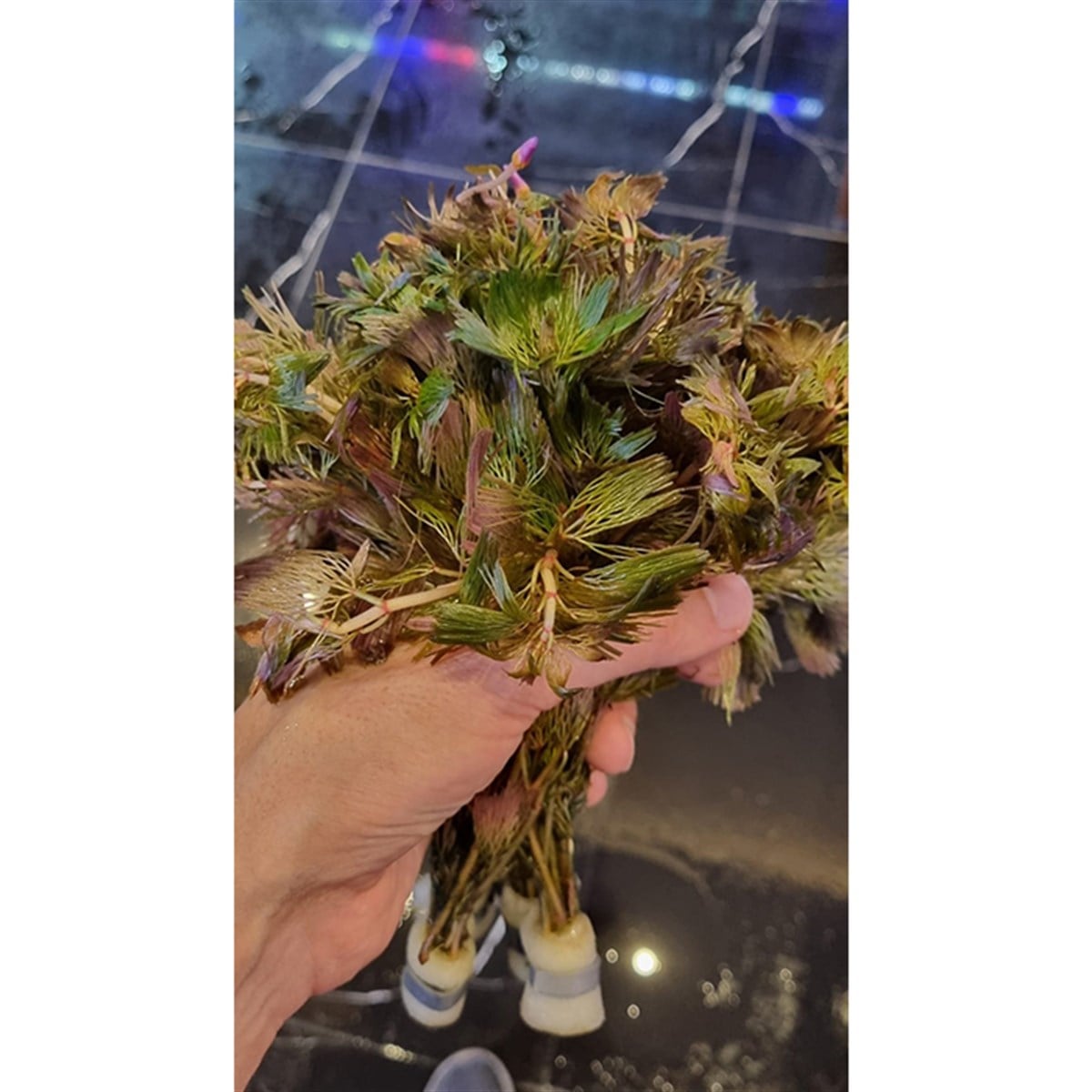 Red Cabomba3043