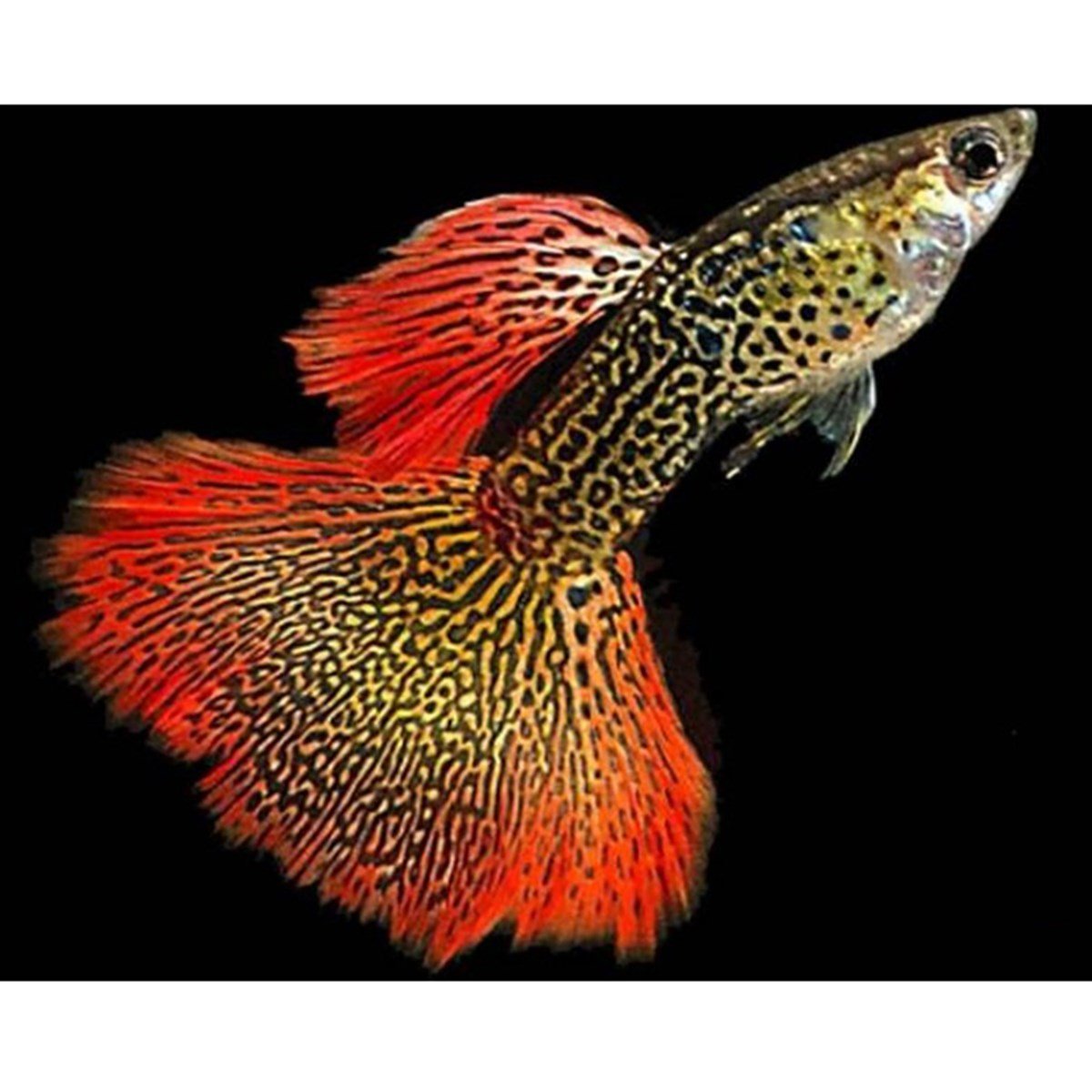 RED LACE LEPİSTES BALIKLARIcanlı-204