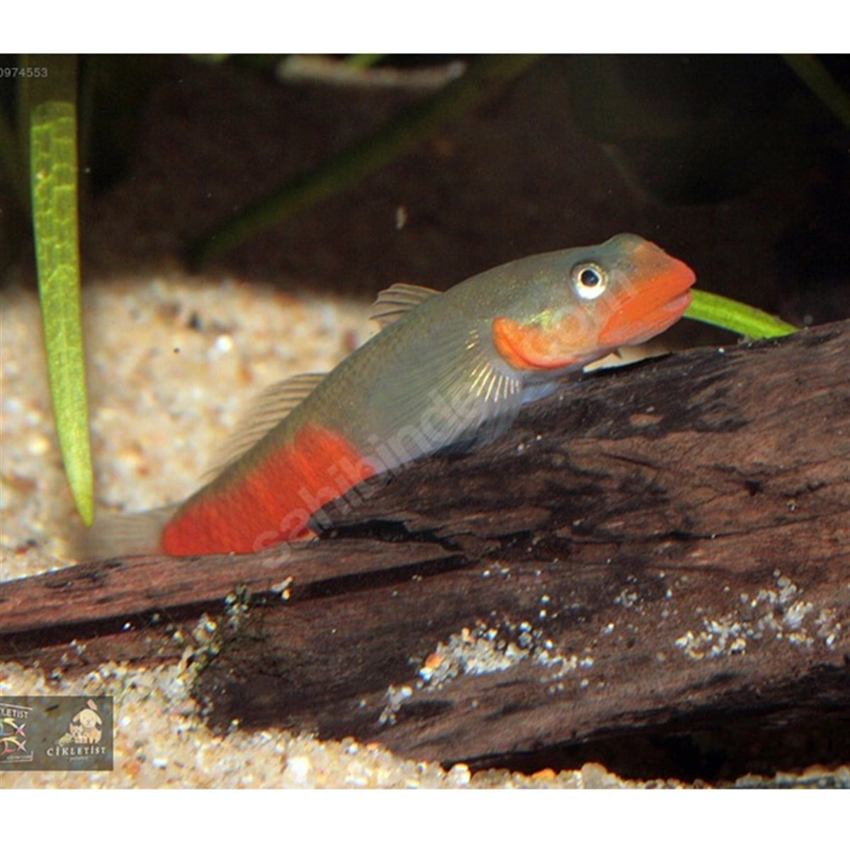 RED LİP STİCK GOBBYcanlı-195