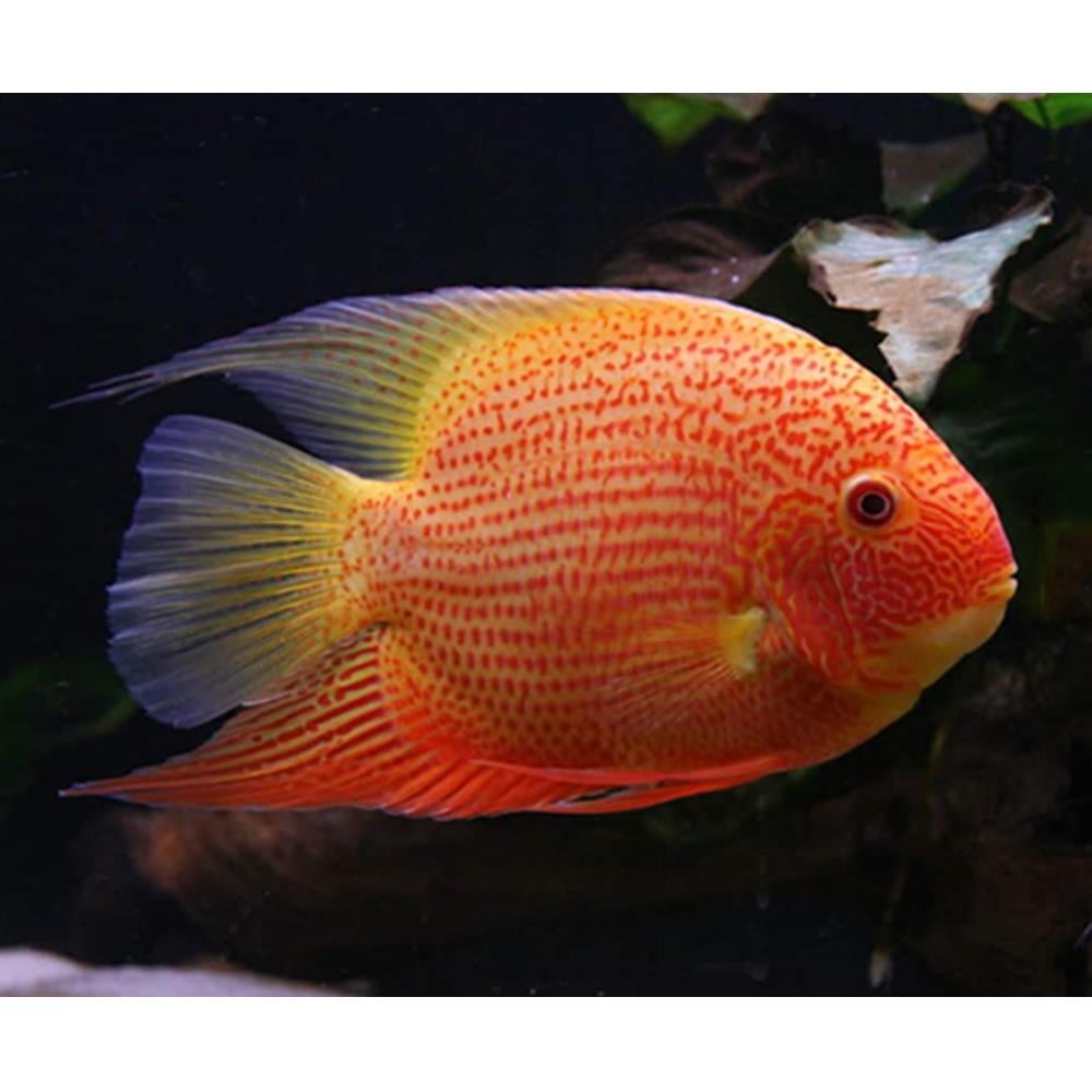 RED SEVERUMcanlı-408