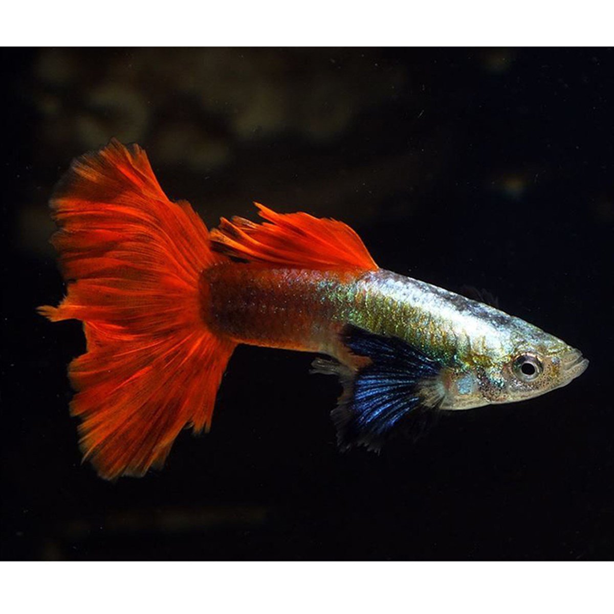 Red Tail Big Ear Lepistescanlı-656