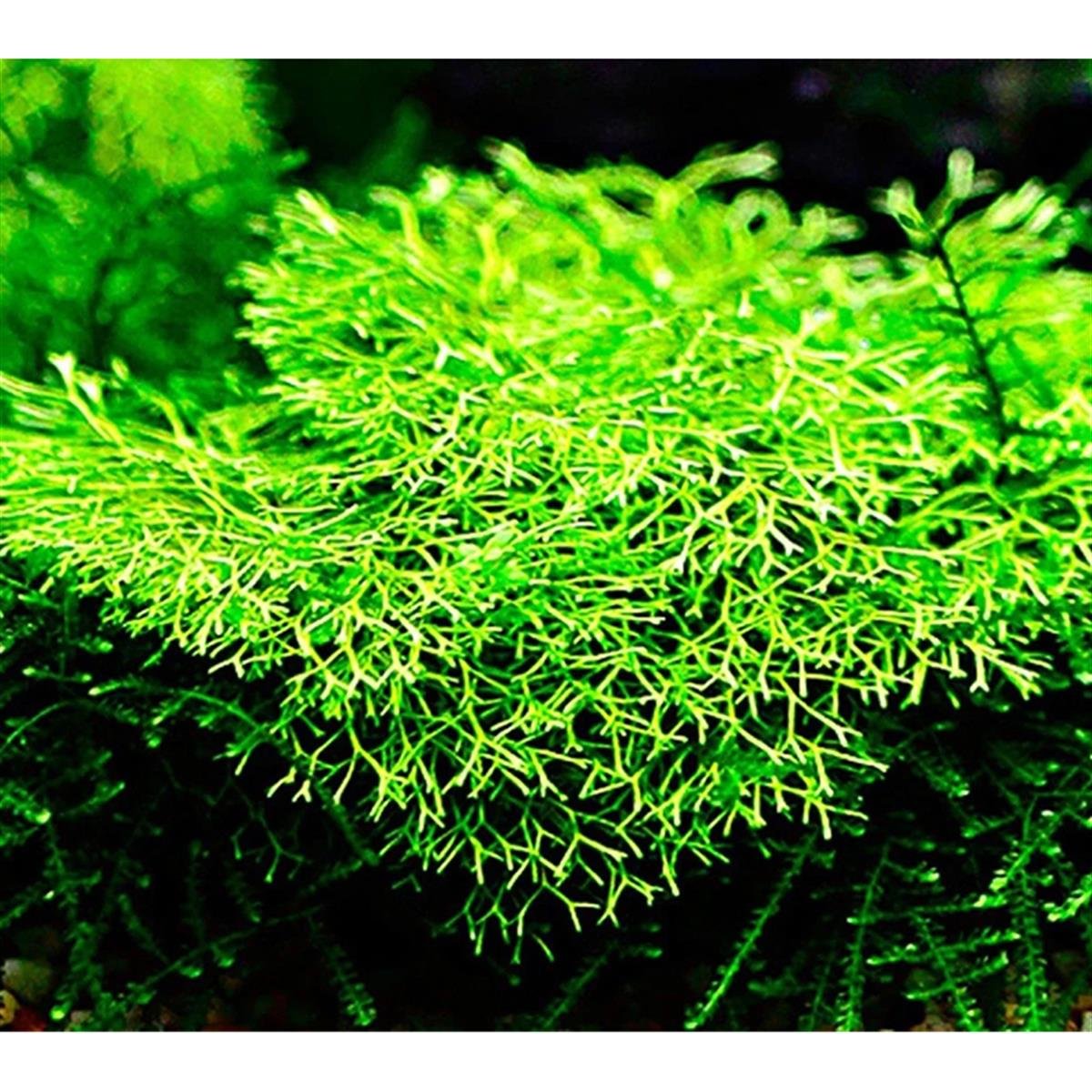 RİCCİA FLUİTANS IN VİTROR02