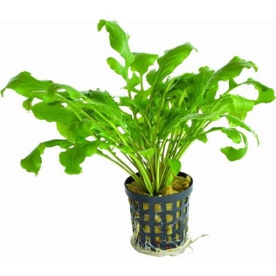 Rorippa